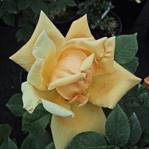 ROSA 'Mme Pierre S. du Pont' (hybride de thé)
